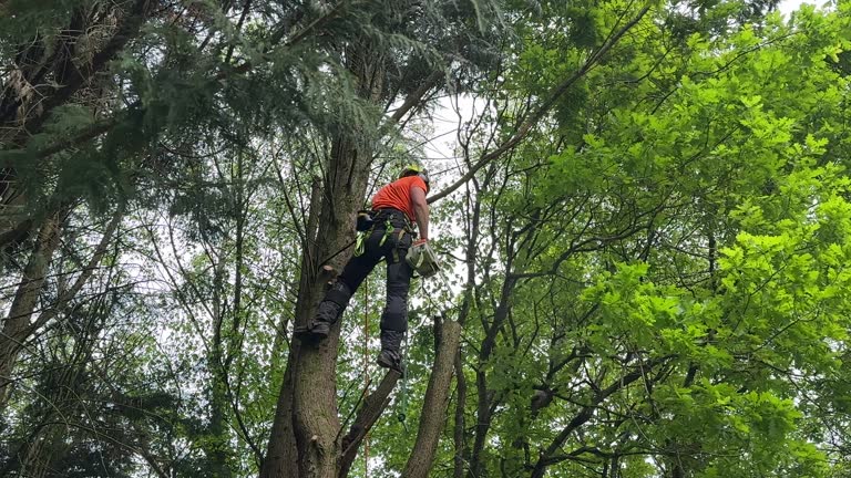 Slayton, MN Tree Removal and Landscaping Services Company